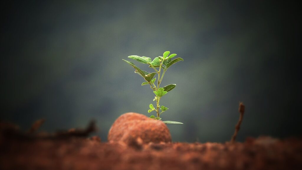 a young plant in soil