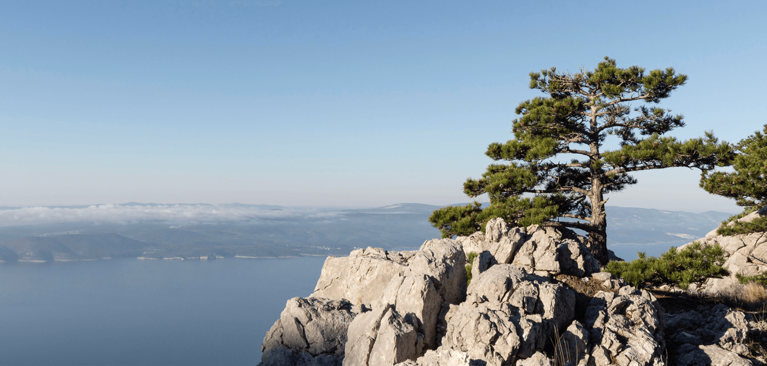 a tree grows inside the rocks